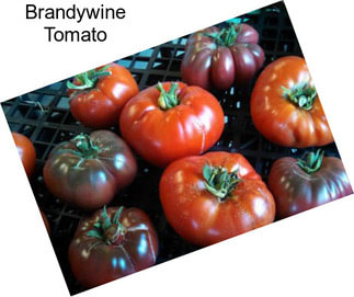 Brandywine Tomato