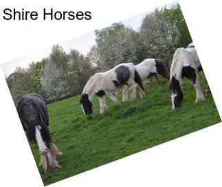 Shire Horses