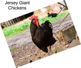 Jersey Giant Chickens