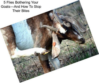 5 Flies Bothering Your Goats—And How To Stop Their Bites