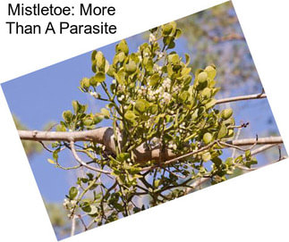 Mistletoe: More Than A Parasite
