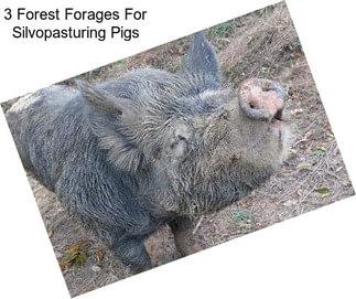 3 Forest Forages For Silvopasturing Pigs