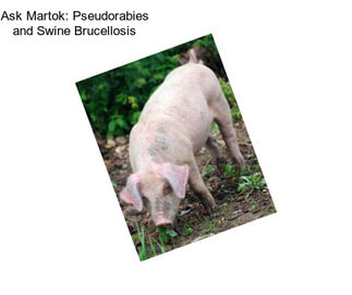 Ask Martok: Pseudorabies and Swine Brucellosis