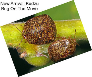 New Arrival: Kudzu Bug On The Move