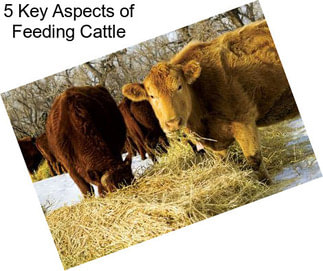 5 Key Aspects of Feeding Cattle
