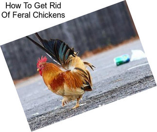 How To Get Rid Of Feral Chickens