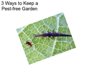 3 Ways to Keep a Pest-free Garden