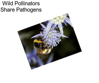 Wild Pollinators Share Pathogens