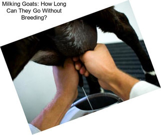 Milking Goats: How Long Can They Go Without Breeding?