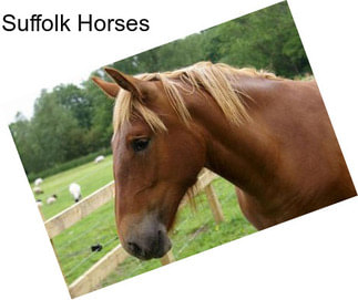 Suffolk Horses