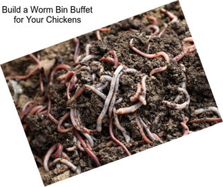 Build a Worm Bin Buffet for Your Chickens