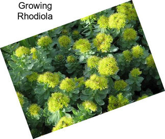 Growing Rhodiola