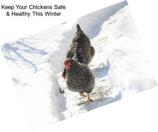 Keep Your Chickens Safe & Healthy This Winter