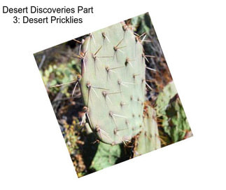 Desert Discoveries Part 3: Desert Pricklies