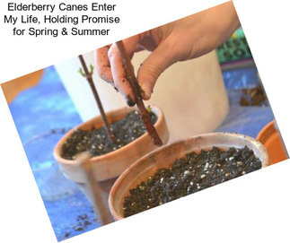 Elderberry Canes Enter My Life, Holding Promise for Spring & Summer