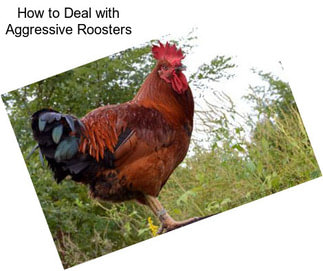 How to Deal with Aggressive Roosters