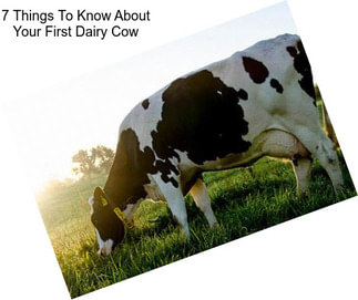 7 Things To Know About Your First Dairy Cow