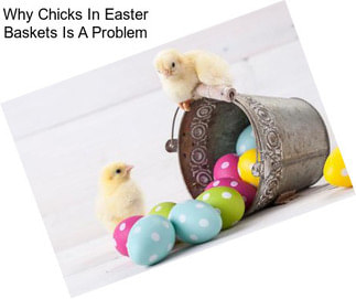 Why Chicks In Easter Baskets Is A Problem