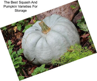 The Best Squash And Pumpkin Varieties For Storage