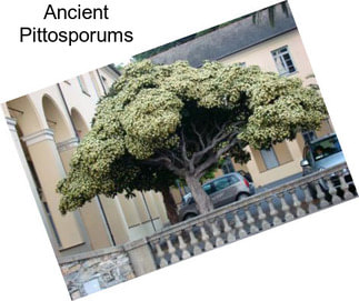 Ancient Pittosporums