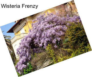 Wisteria Frenzy