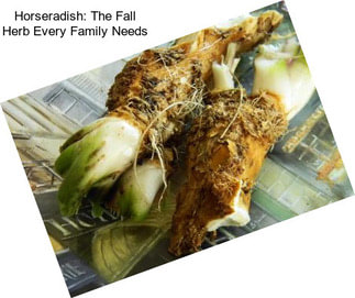 Horseradish: The Fall Herb Every Family Needs