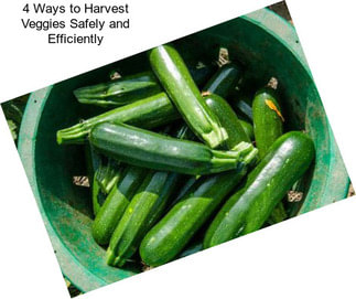 4 Ways to Harvest Veggies Safely and Efficiently