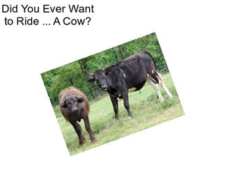 Did You Ever Want to Ride ... A Cow?