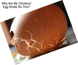 Why Are My Chickens\' Egg Shells So Thin?