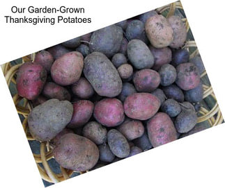 Our Garden-Grown Thanksgiving Potatoes