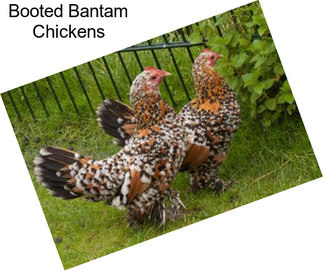 Booted Bantam Chickens