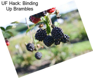 UF Hack: Binding Up Brambles