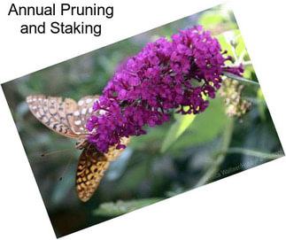 Annual Pruning and Staking
