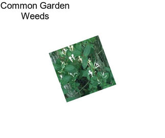 Common Garden Weeds