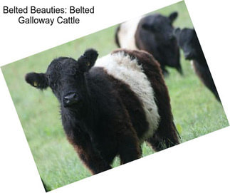 Belted Beauties: Belted Galloway Cattle