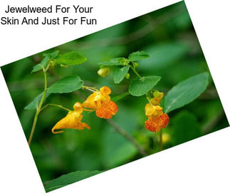 Jewelweed For Your Skin And Just For Fun