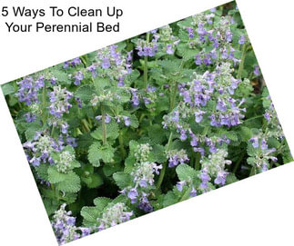 5 Ways To Clean Up Your Perennial Bed