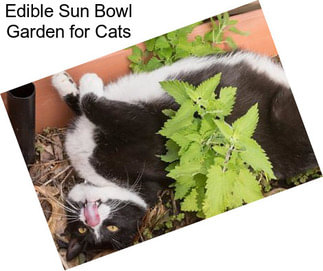 Edible Sun Bowl Garden for Cats