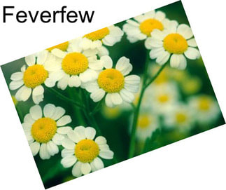 Feverfew