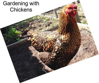 Gardening with Chickens