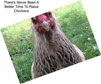 There\'s Never Been A Better Time To Raise Chickens