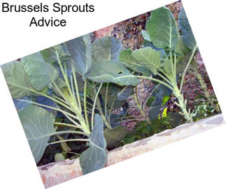 Brussels Sprouts Advice