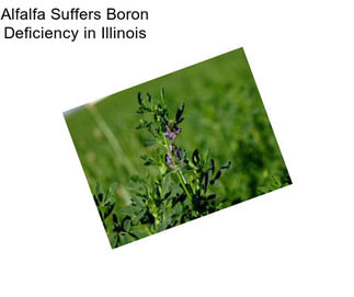 Alfalfa Suffers Boron Deficiency in Illinois