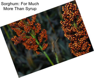 Sorghum: For Much More Than Syrup