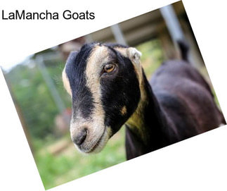LaMancha Goats