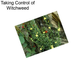 Taking Control of Witchweed