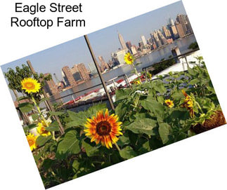Eagle Street Rooftop Farm
