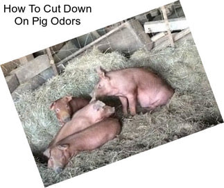 How To Cut Down On Pig Odors