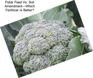 Foliar Feed Vs. Soil Amendment—Which Fertilizer Is Better?