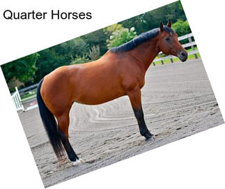 Quarter Horses